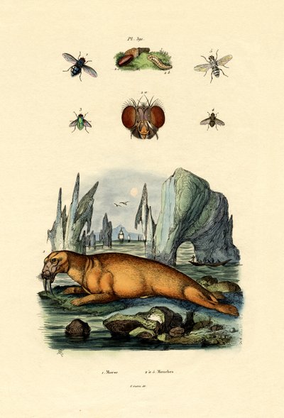 Walrus by French School